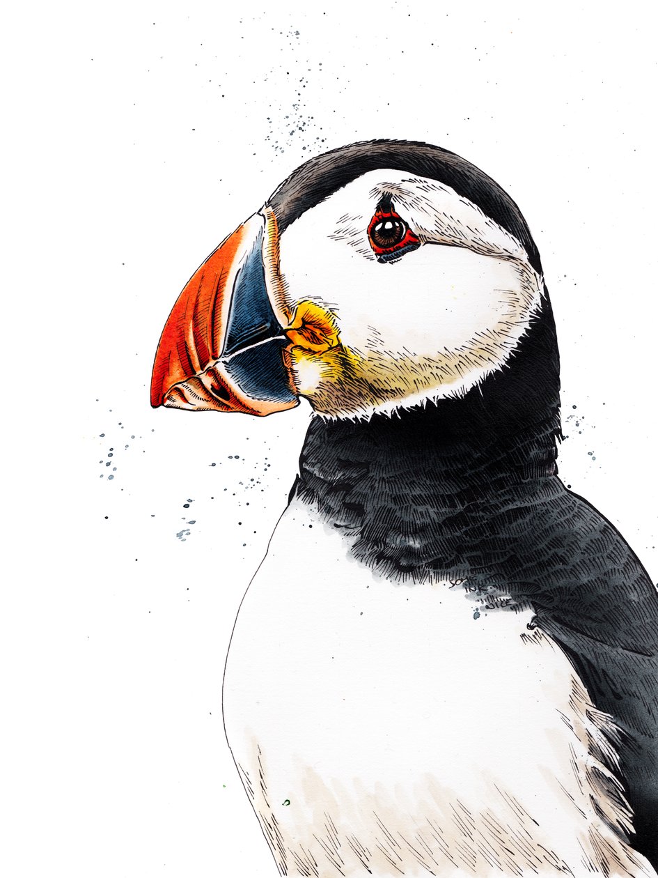 Clive de papegaaiduiker op wit, 2019 door Mike Davis