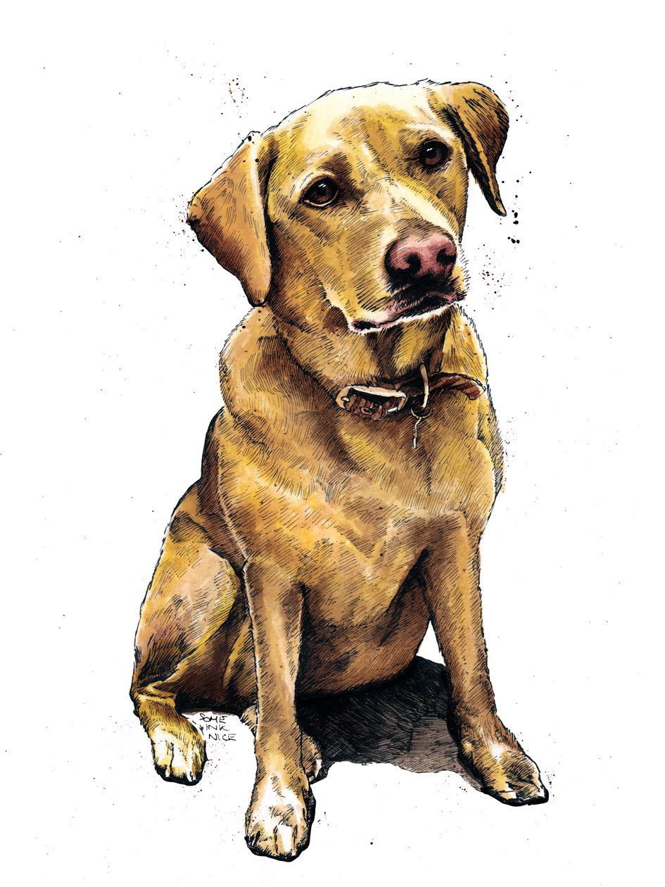 Daisy De Labrador op Wit, 2020 door Mike Davis