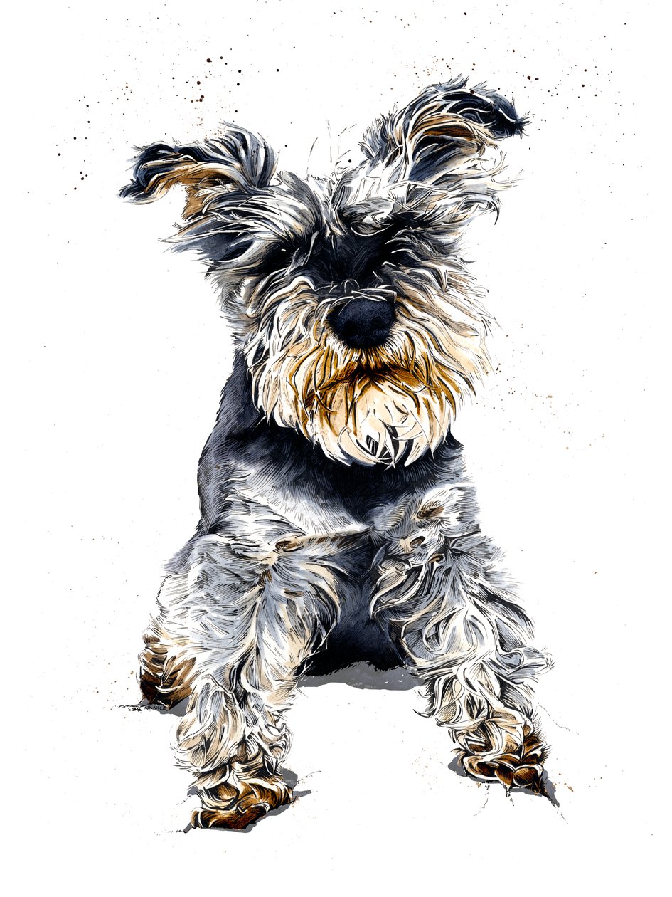 Ollie De Schnauzer op Wit door Mike Davis