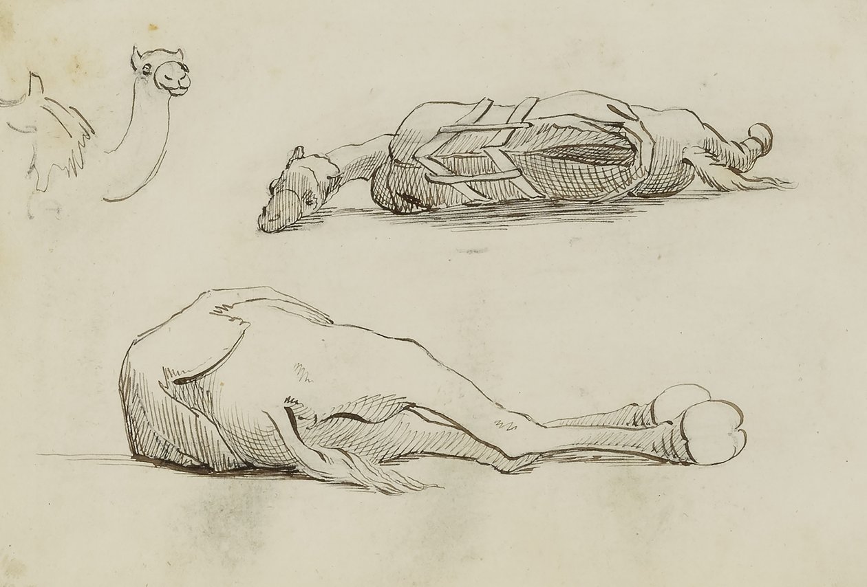 (Camel Studies) door Miner Kilbourne Kellogg