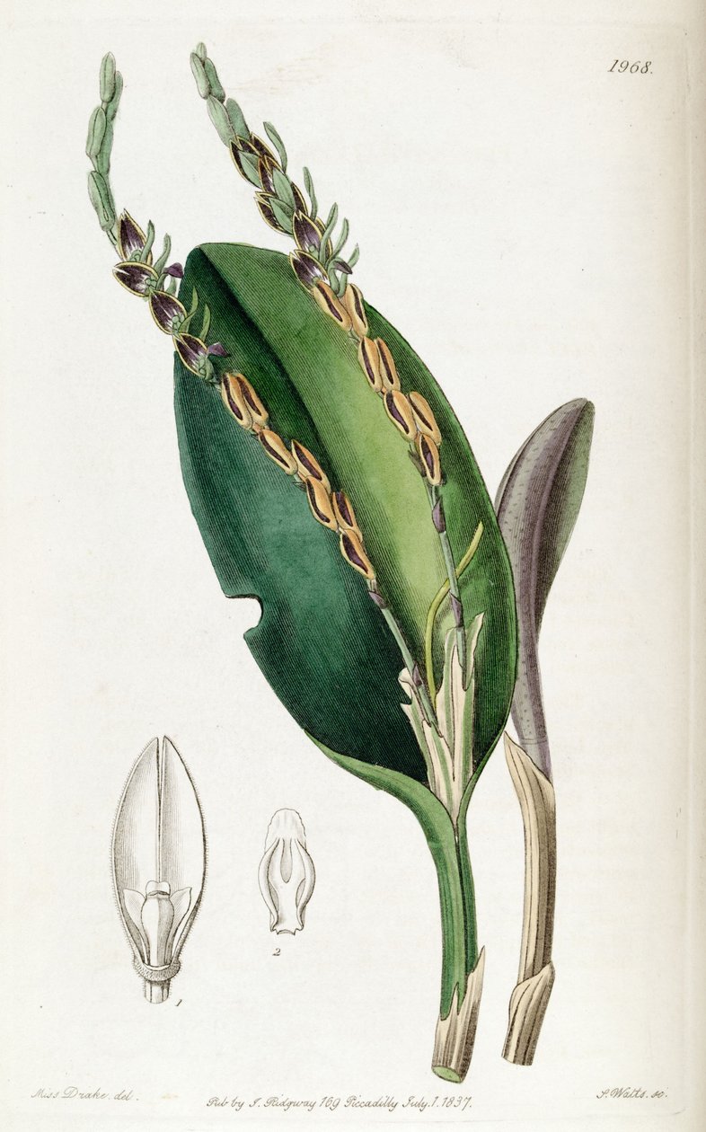 Acianthera saurocephala (als syn. Pleurothallis saurocephala) door Miss Drake