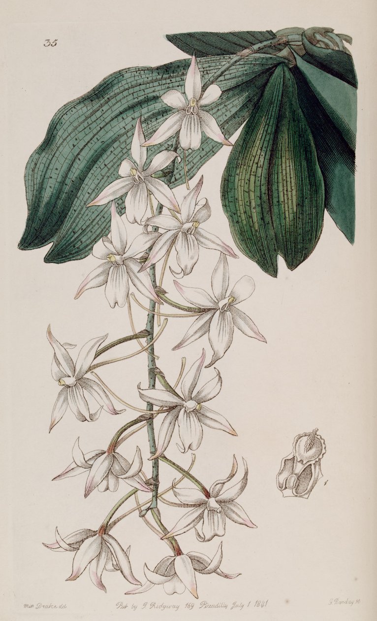 Aerangis biloba door Miss Drake