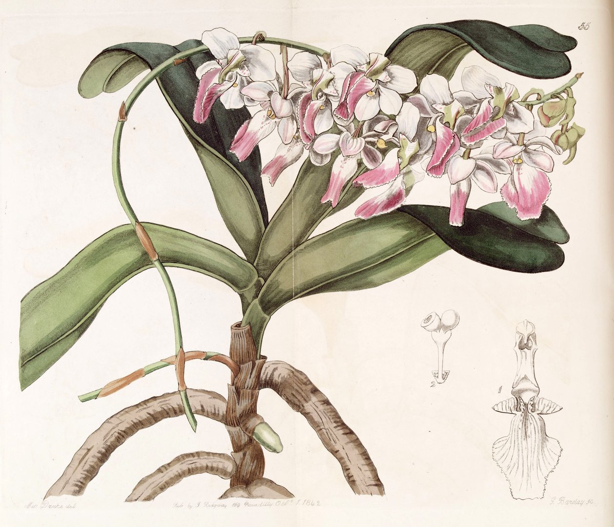 Aerides crispum door Miss Drake