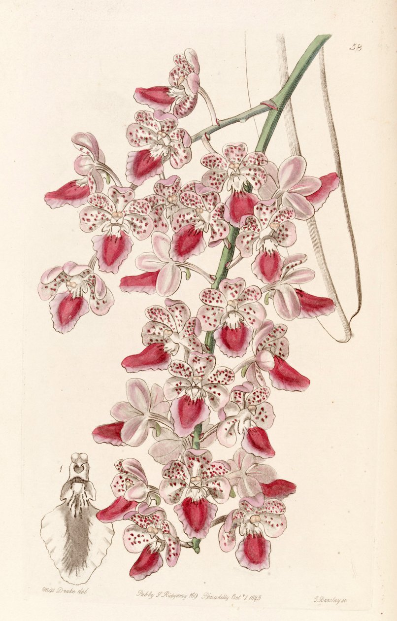 Aerides maculosa door Miss Drake