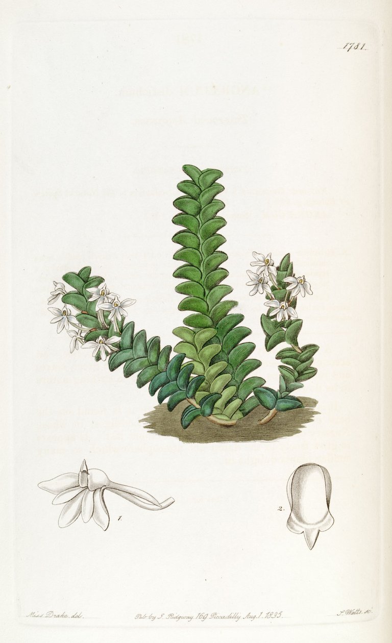 Angraecum distichum door Miss Drake
