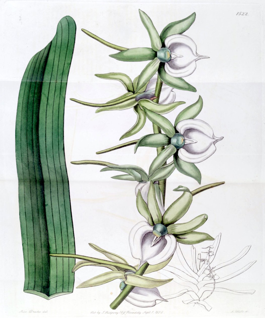 Angraecum eburneum door Miss Drake