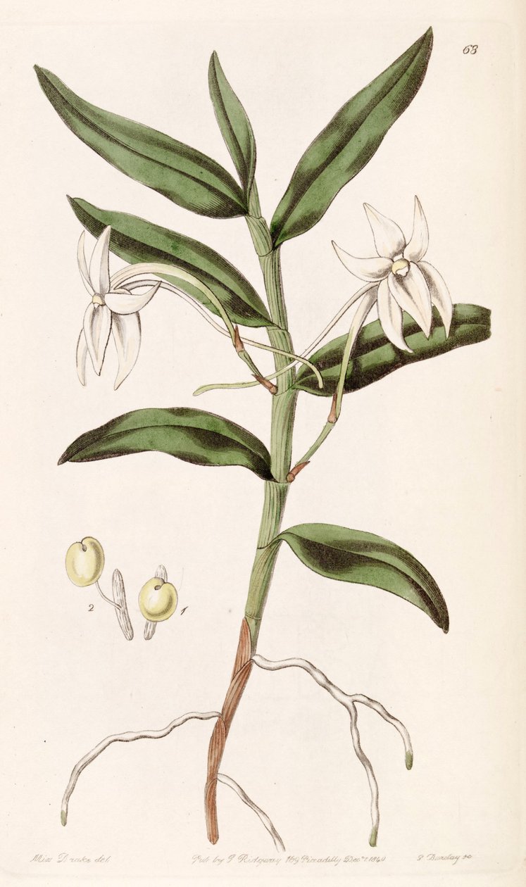 Angraecum mauritianum door Miss Drake