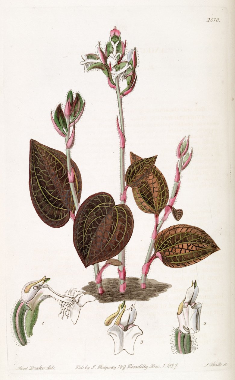 Anoectochilus setaceus door Miss Drake