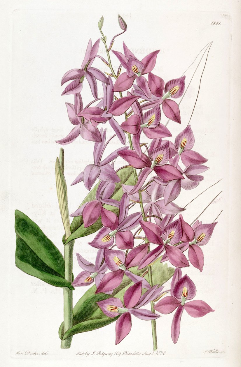 Barkeria skinneri door Miss Drake