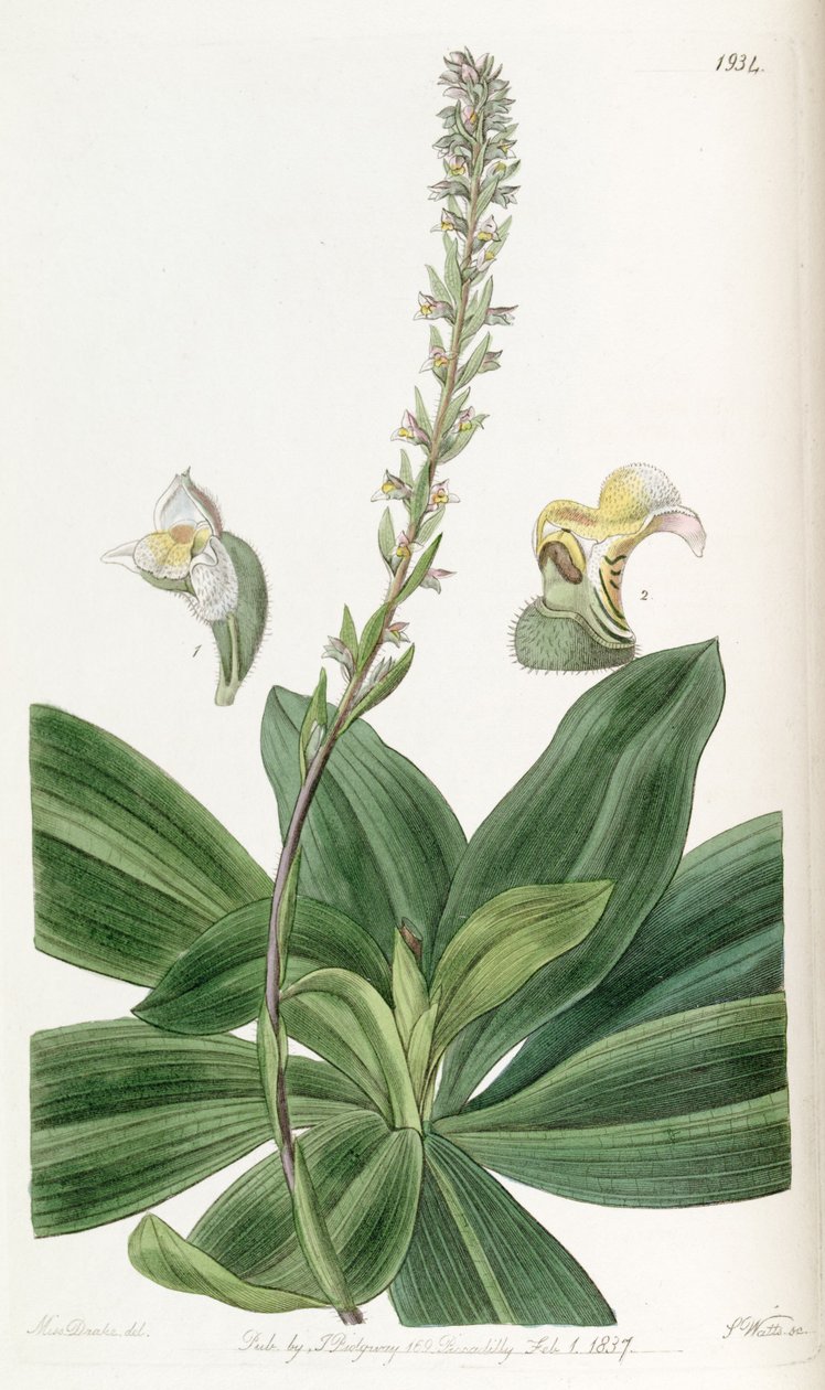Brachystele bracteosa (als syn. Spiranthes bracteosa) door Miss Drake