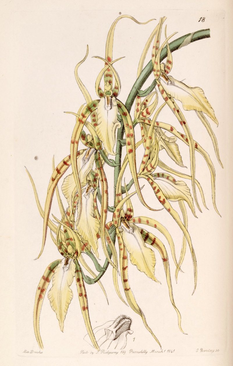 Brassia cochleata (als syn. Brassia lawrenceana) door Miss Drake