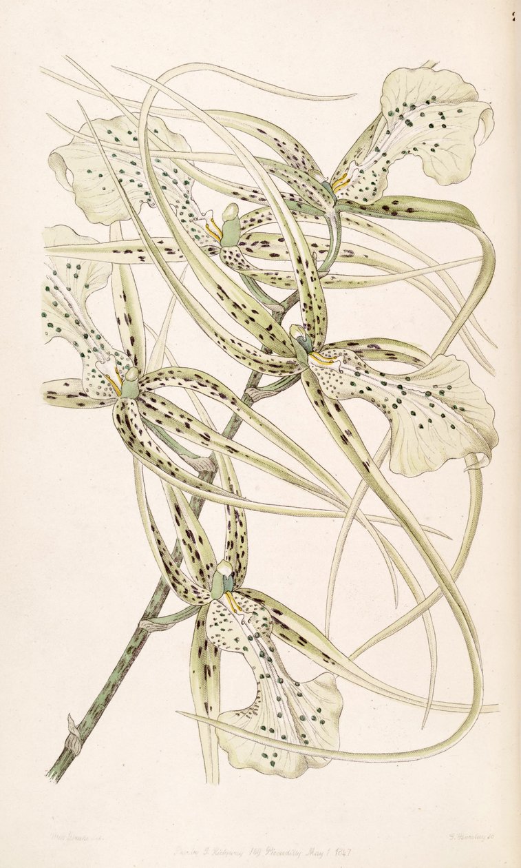 Brassia verrucosa (als syn. Brassia brachiata) door Miss Drake