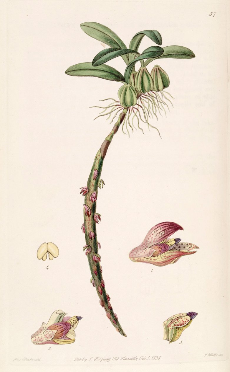 Bulbophyllum bracteolatum (gespeld als Bolbophyllum bracteolatum) door Miss Drake