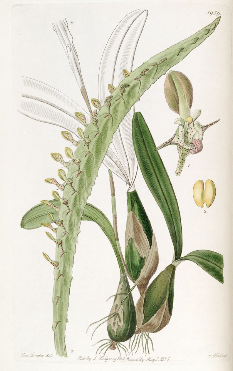 Bulbophyllum calyptratum door Miss Drake