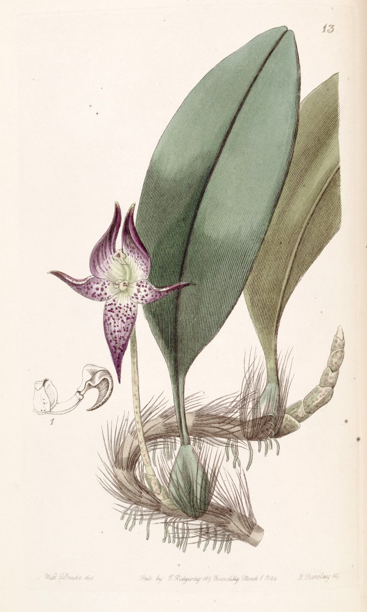 Bulbophyllum macranthum (gespeld als Bolbophyllum macranthum) door Miss Drake