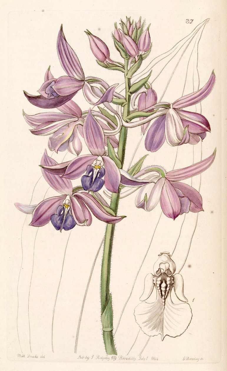 Calanthe sylvatica door Miss Drake