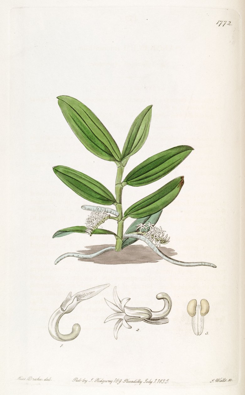 Campylocentrum micranthum (als syn. Angraecum micranthum) door Miss Drake
