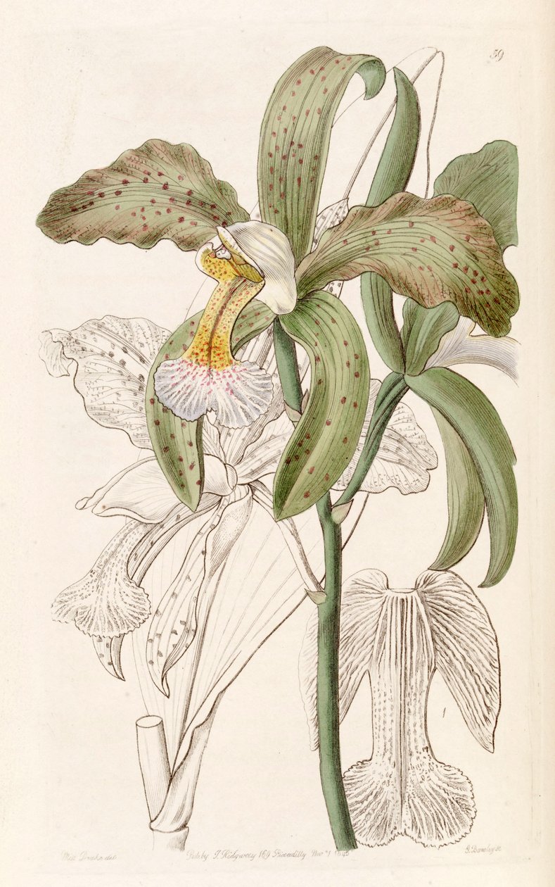 Cattleya granulosa door Miss Drake