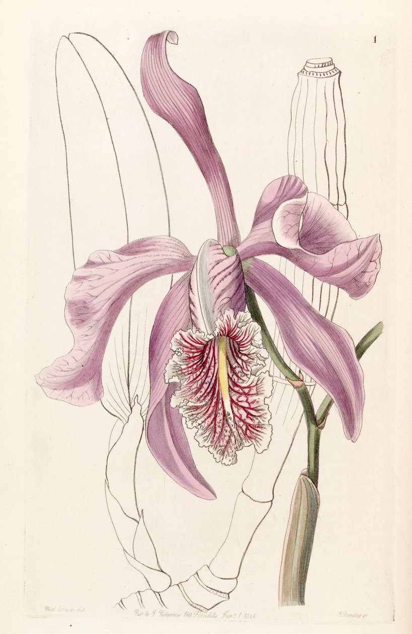 Cattleya maxima door Miss Drake