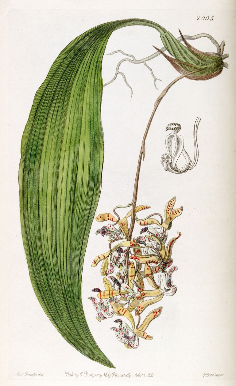 Cirrhaea loddigesii door Miss Drake