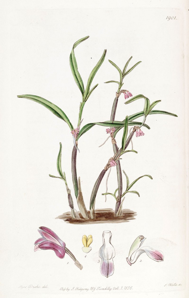 Cladobium graminifolium (als syn. Scaphyglottis violacea) door Miss Drake