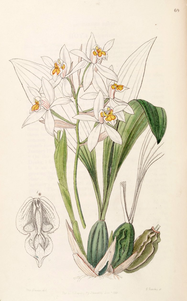 Coelogyne nitida (als syn. Coelogyne ochracea) door Miss Drake