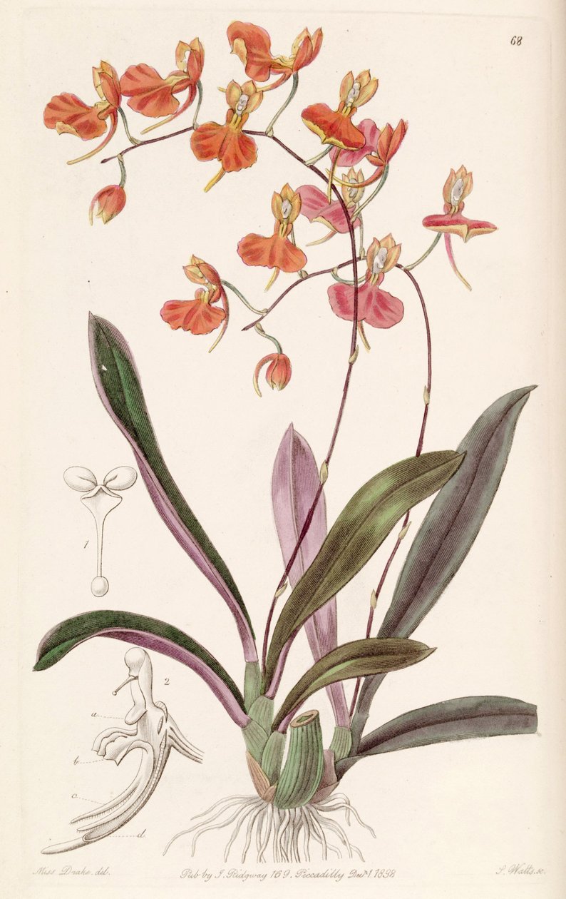 Comparettia coccinea door Miss Drake