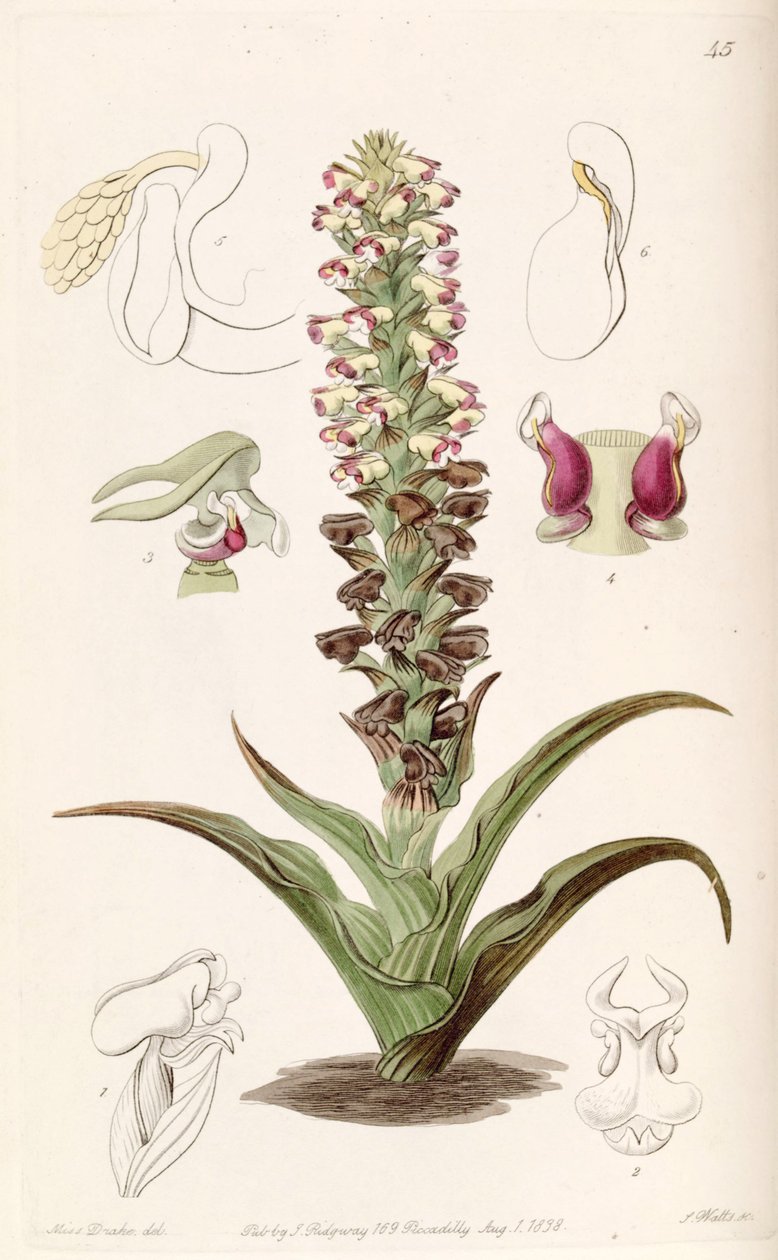 Corycium orobanchoides door Miss Drake