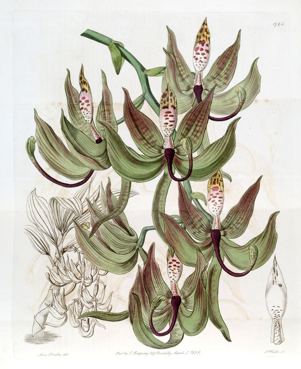 Cycnoches loddigesii door Miss Drake