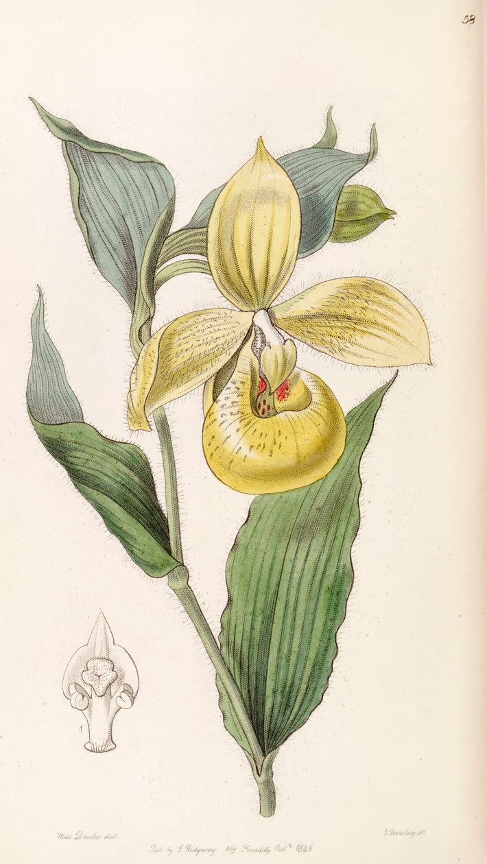 Cypripedium irapeanum door Miss Drake
