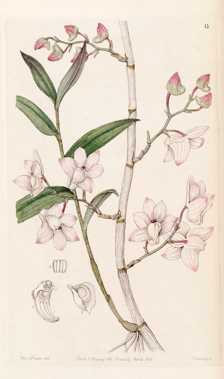 Dendrobium aduncum door Miss Drake