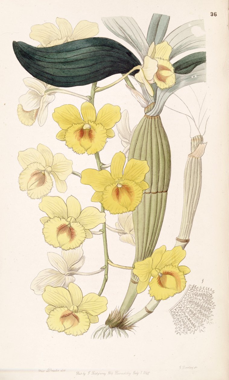 Dendrobium chrysotoxum door Miss Drake