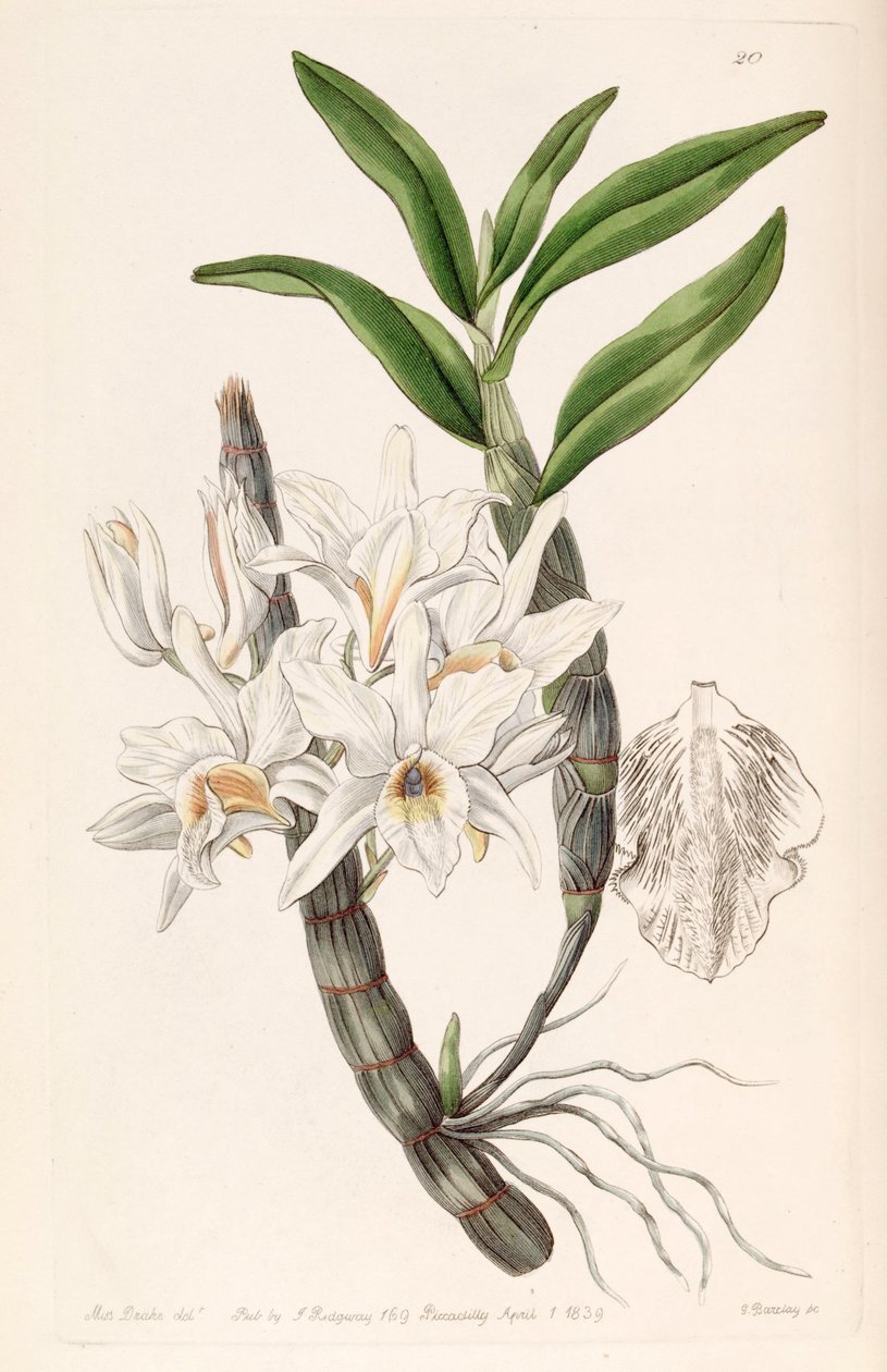Dendrobium heterocarpum door Miss Drake