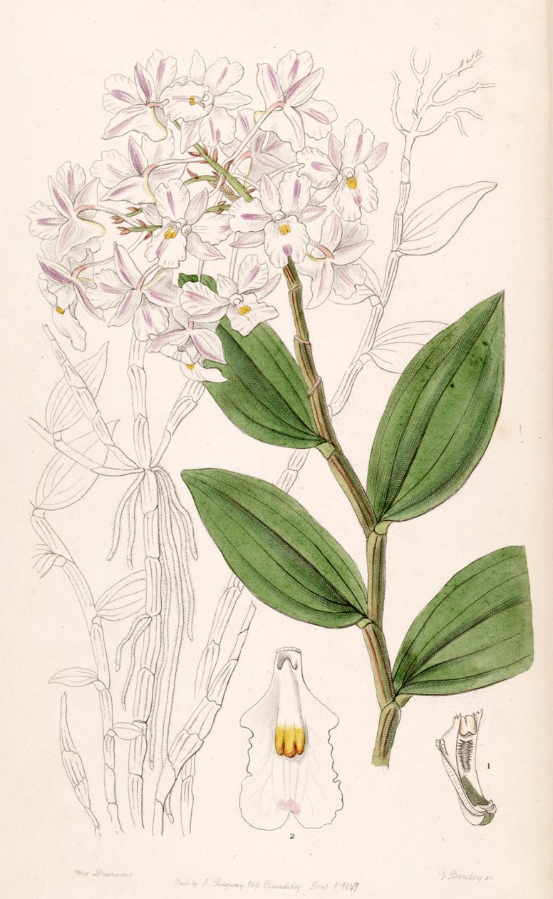 Dendrobium mutabile (als syn. Dendrobium triadenium) door Miss Drake