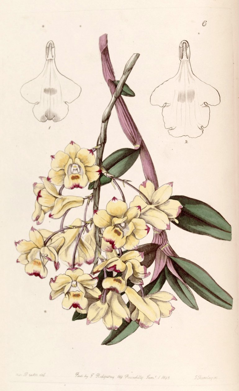 Dendrobium sanguinolentum door Miss Drake