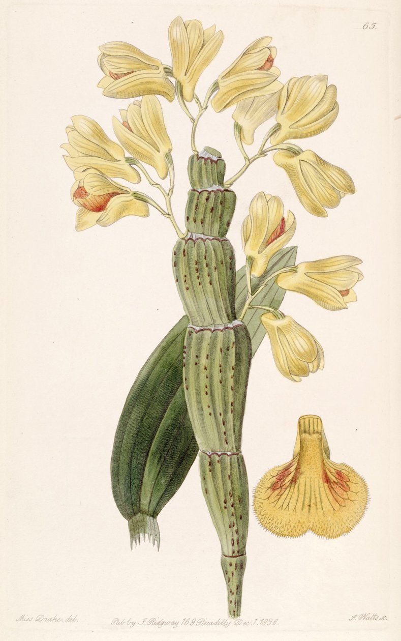Dendrobium sulcatum door Miss Drake