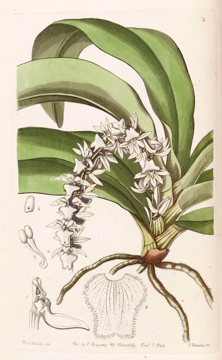 Diaphananthe pellucida door Miss Drake