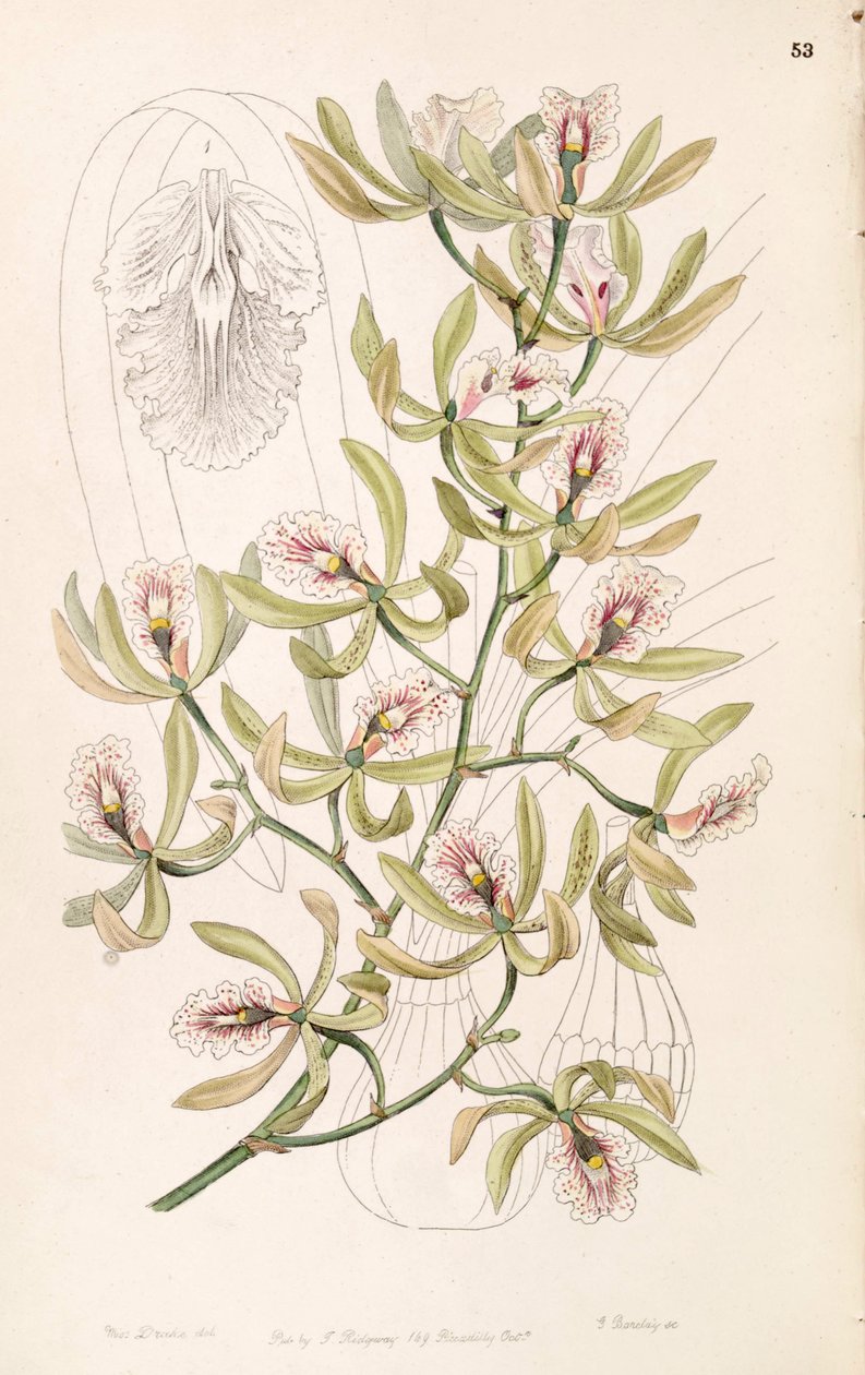 Encyclia ambigua (als syn. Epidendrum alatum) door Miss Drake
