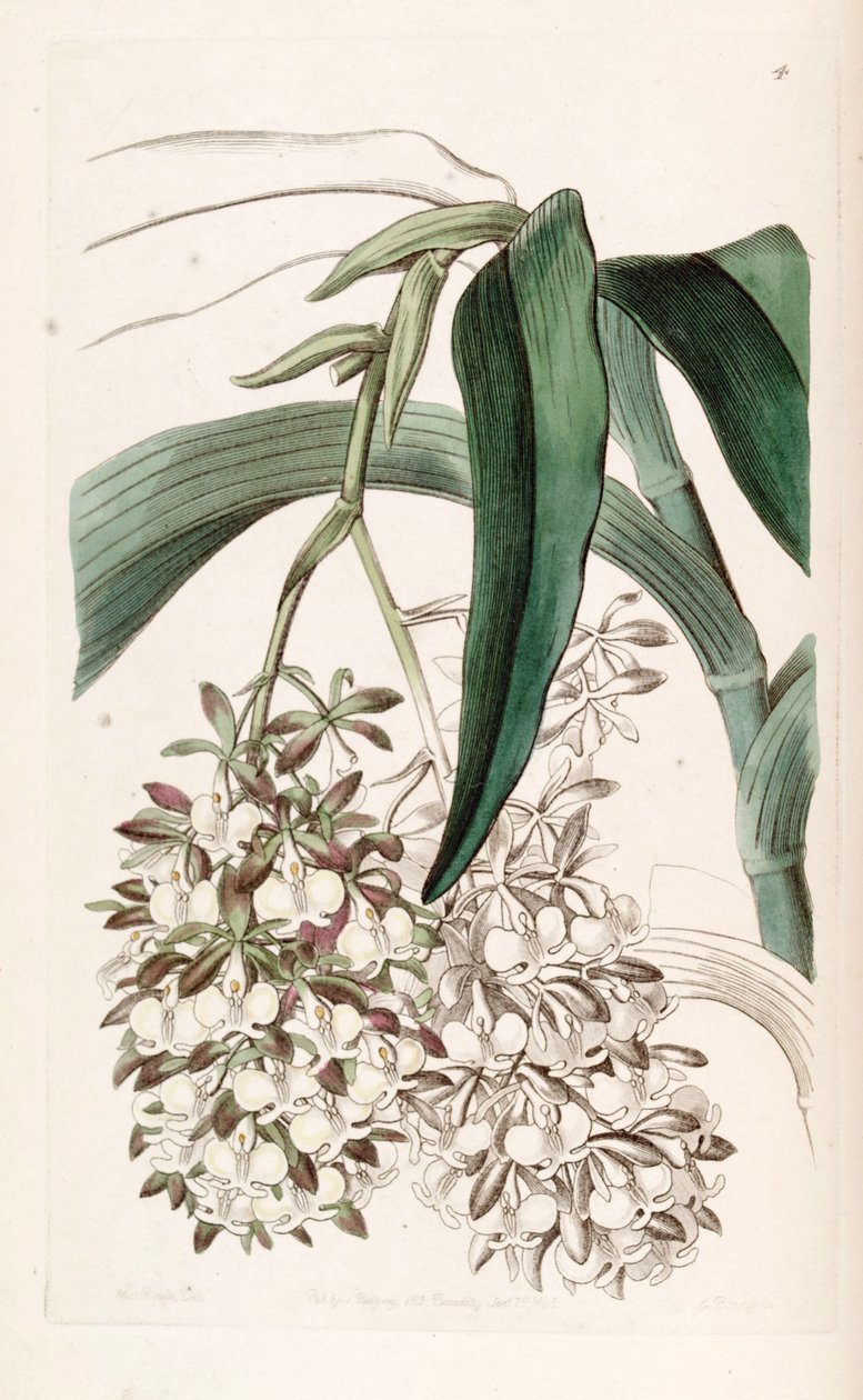 Epidendrum dipus door Miss Drake