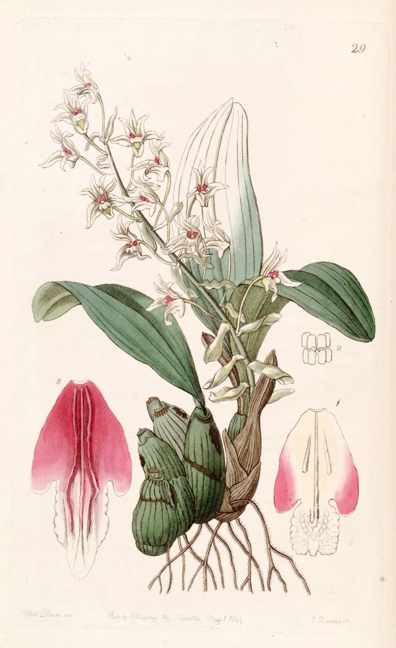 Eria bractescens door Miss Drake