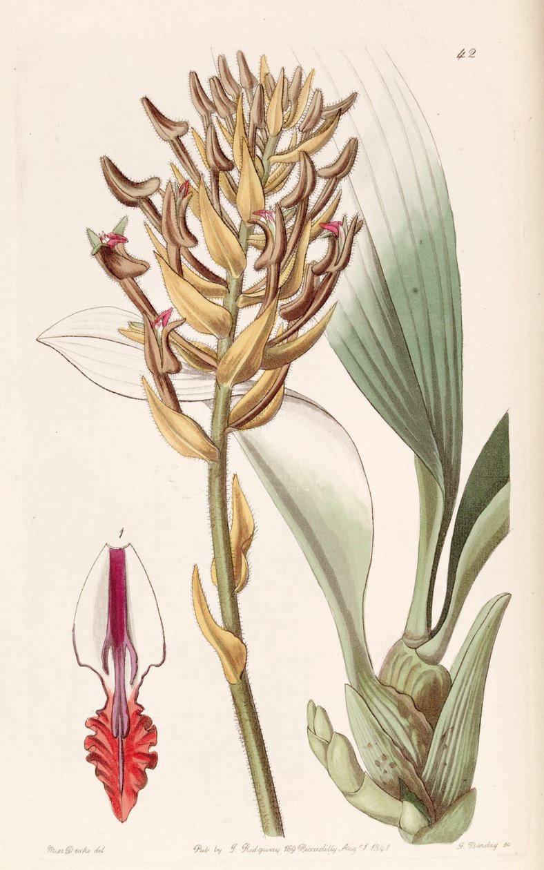 Eria ornata door Miss Drake