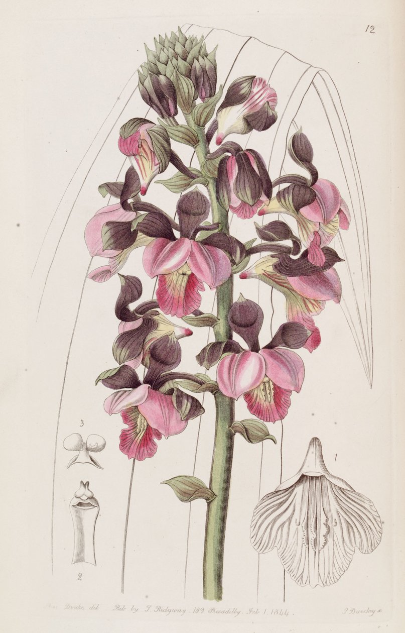 Eulophia rosea door Miss Drake