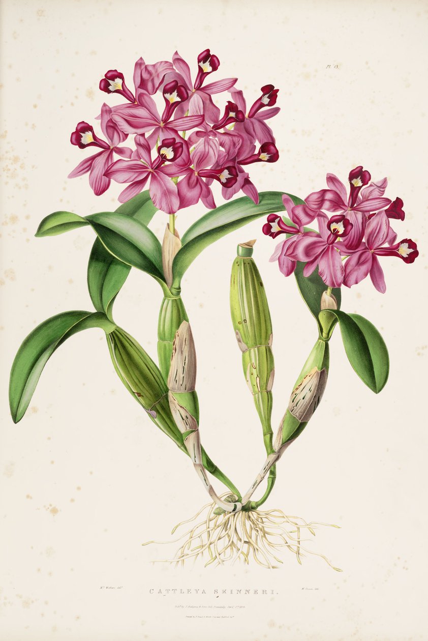 Illustratie van Cattleya skinneri (of Guarianthe skinneri) door Miss Drake