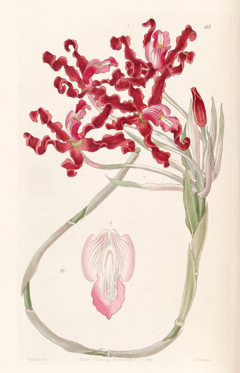 Laelia undulata door Miss Drake