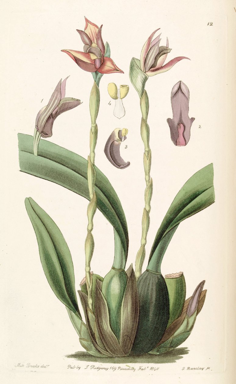 Maxillaria cucullata door Miss Drake