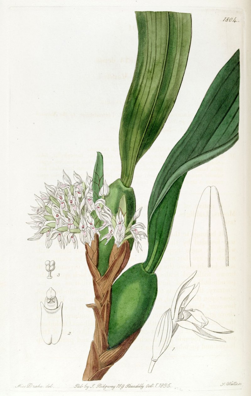 Maxillaria densa door Miss Drake