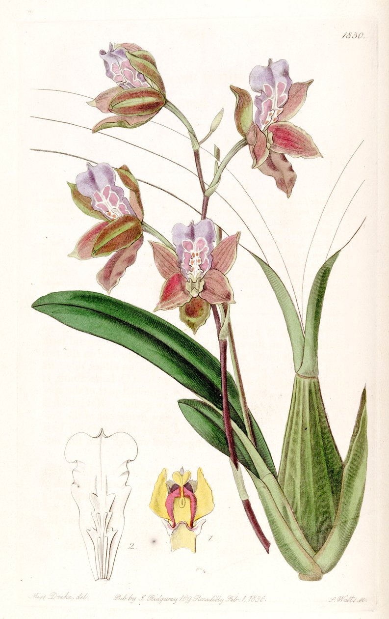 Miltonia russelliana (als syn. Oncidium russellianum) door Miss Drake