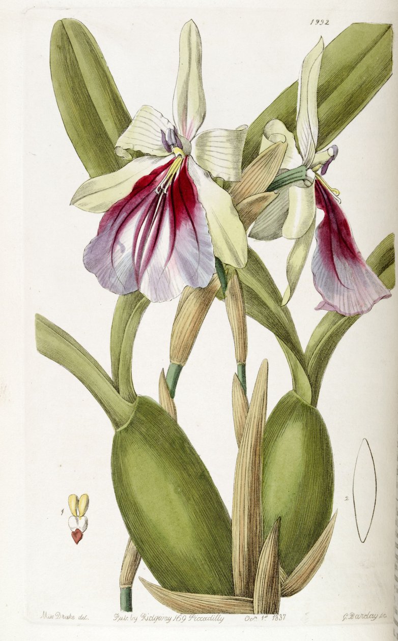 Miltonia spectabilis door Miss Drake