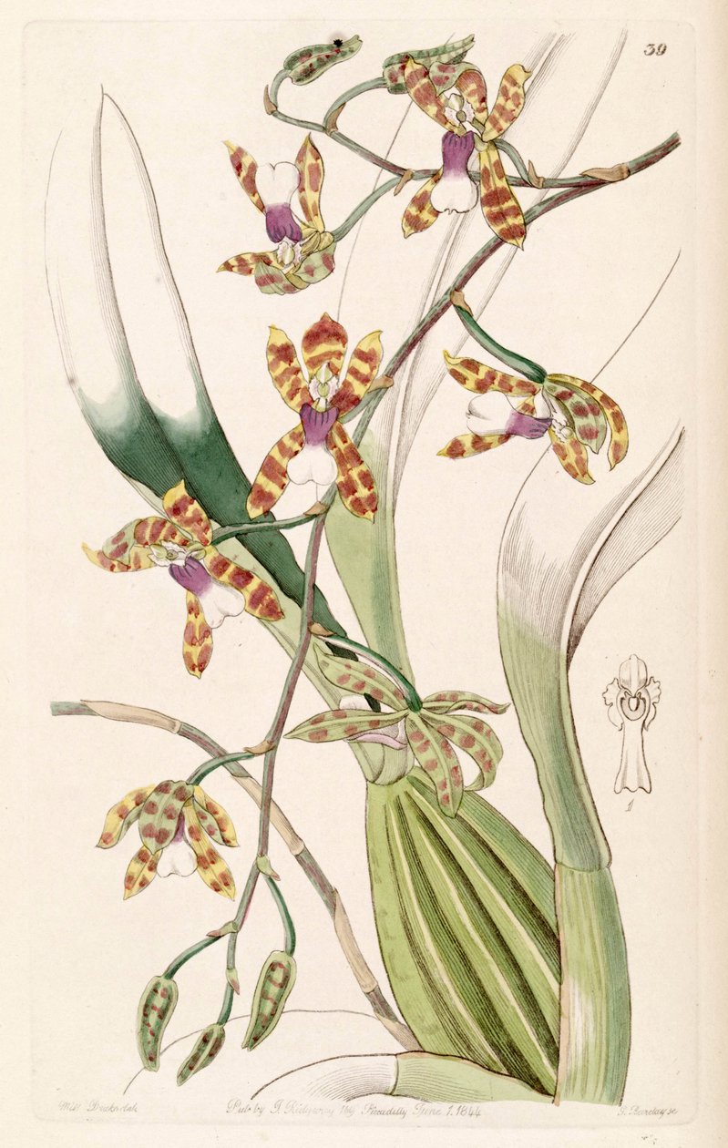 Miltonioides laevis door Miss Drake