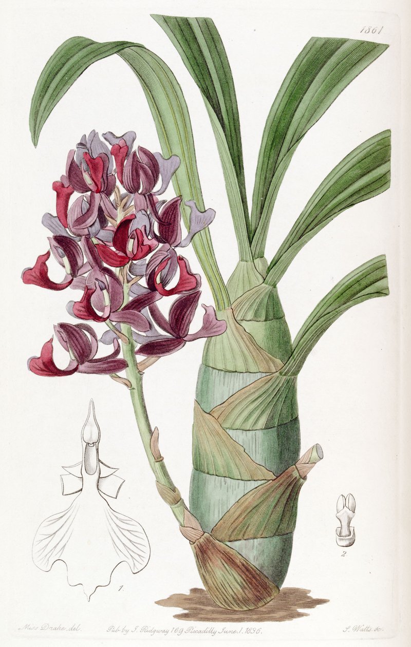 Mormodes atropurpurea door Miss Drake